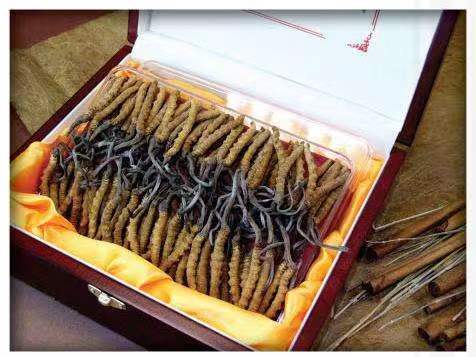 昆玉冬虫夏草回收